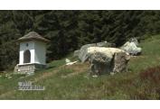 HORSKY CINTOROIN ROHACE ORAVA (7)